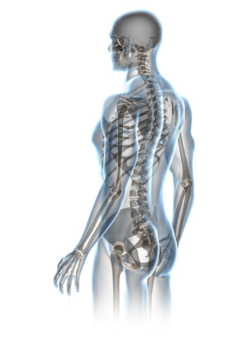 Chiropractic illustration of spine, neuromusculoskeletal system (nerves, muscles and joints)